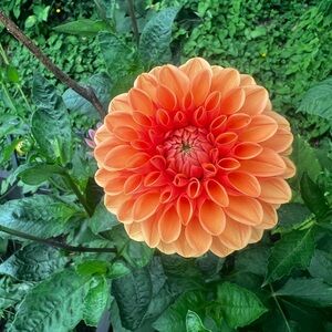 Dahlia Maarn aka “Sylvia”